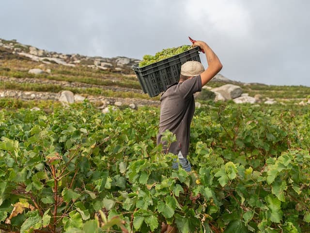 Vineyard Laborer (Field Worker)